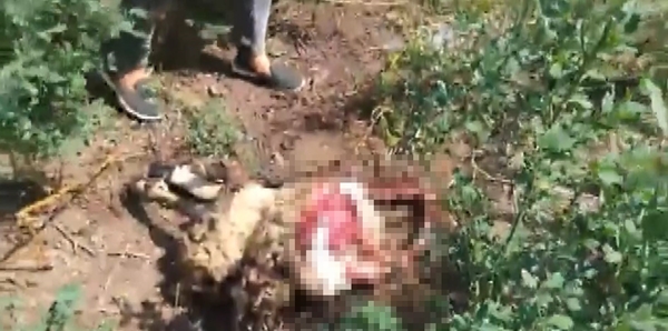 Foto - Başıboş sokak köpekleri kuzuları parçalayıp telef etti