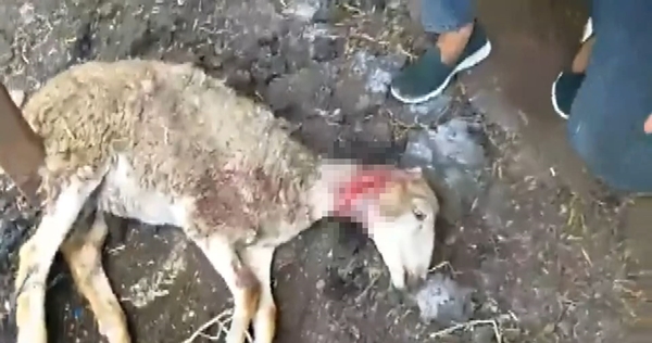 Başıboş sokak köpekleri kuzuları parçalayıp telef etti