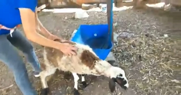 Foto - Başıboş sokak köpekleri kuzuları parçalayıp telef etti