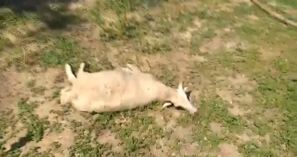 Foto - Başıboş sokak köpekleri kuzuları parçalayıp telef etti