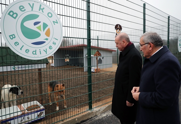 Foto - Başkan Erdoğan'ı görünce bir anda ortaya çıktı... İşte Maylo'nun yürek burkan hikayesi