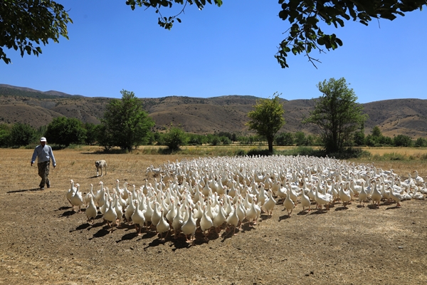 Foto - Başkan Erdoğan'ın çağrısına kulak verdi... Tam 100 katına çıkardı