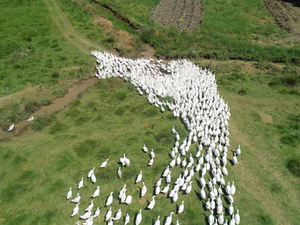 Foto - Başkan Erdoğan'ın çağrısına kulak verdi... Tam 100 katına çıkardı