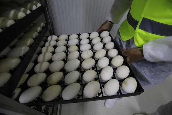 Foto - Başkan Erdoğan'ın çağrısına kulak verdi... Tam 100 katına çıkardı