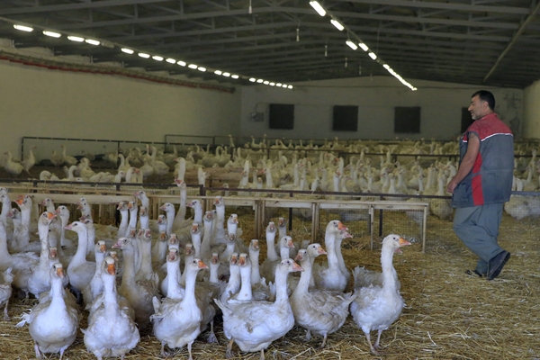 Foto - Başkan Erdoğan'ın çağrısına kulak verdi... Tam 100 katına çıkardı