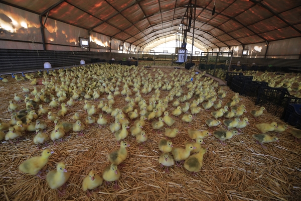 Foto - Başkan Erdoğan'ın çağrısına kulak verdi... Tam 100 katına çıkardı