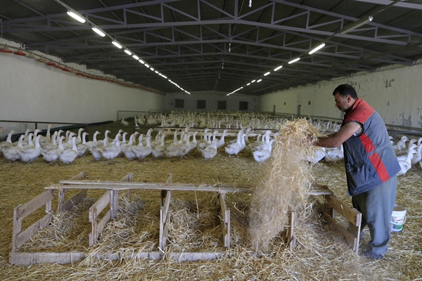 Foto - Başkan Erdoğan'ın çağrısına kulak verdi... Tam 100 katına çıkardı