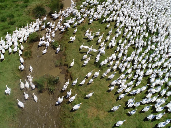 Foto - Başkan Erdoğan'ın çağrısına kulak verdi... Tam 100 katına çıkardı