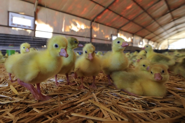 Başkan Erdoğan'ın çağrısına kulak verdi... Tam 100 katına çıkardı