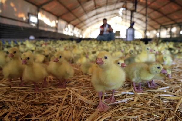 Foto - Başkan Erdoğan'ın çağrısına kulak verdi... Tam 100 katına çıkardı
