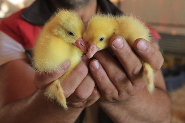Foto - Başkan Erdoğan'ın çağrısına kulak verdi... Tam 100 katına çıkardı
