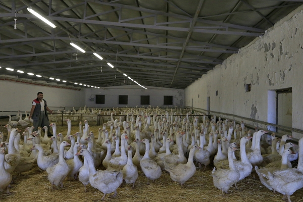 Foto - Başkan Erdoğan'ın çağrısına kulak verdi... Tam 100 katına çıkardı