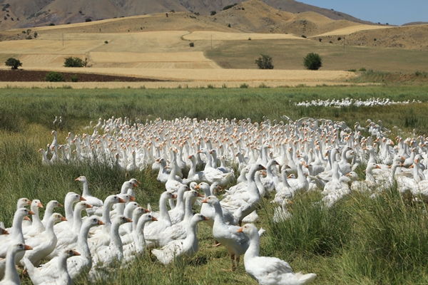 Foto - Başkan Erdoğan'ın çağrısına kulak verdi... Tam 100 katına çıkardı