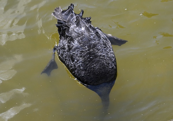 Foto - Başkentte sokaklar boş kaldı