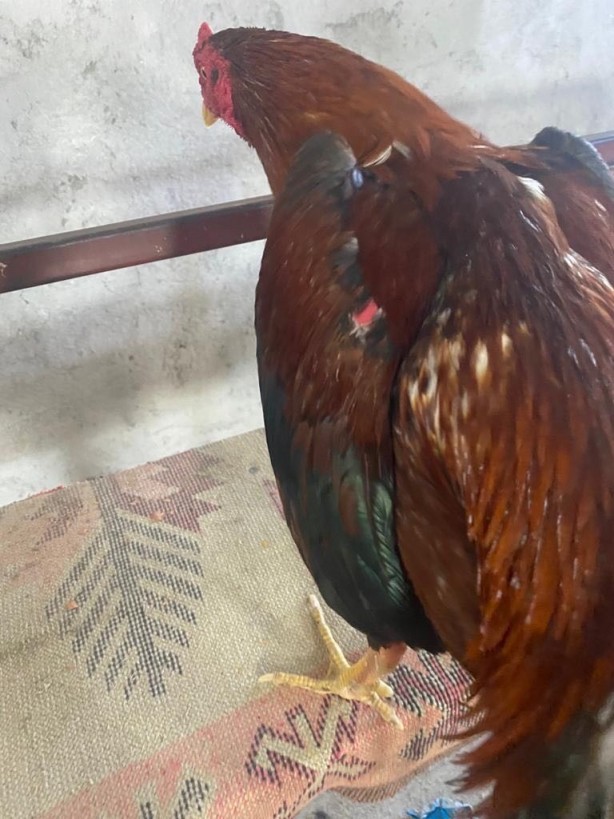 Foto - Baskında şoke eden görüntü! Hayvan koruma derneğinde horoz dövüşü...