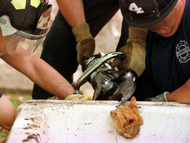 Foto - Başlarını belaya sokan hayvanlar