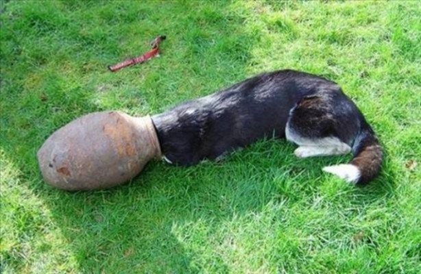 Foto - Başlarını belaya sokan hayvanlar