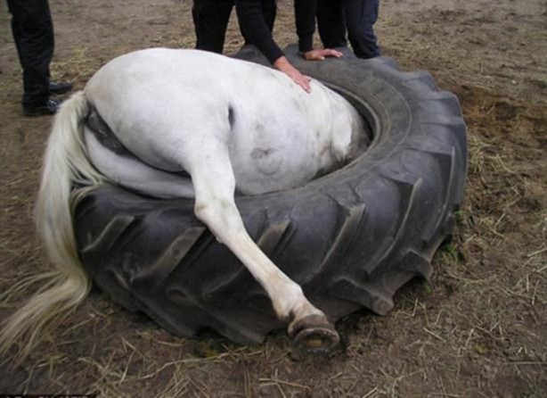 Foto - Başlarını belaya sokan hayvanlar