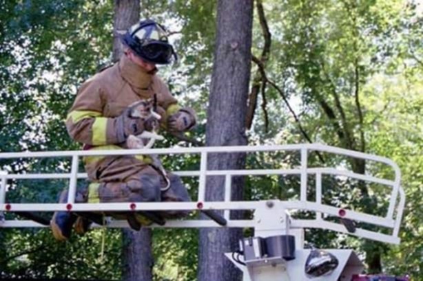 Foto - Başlarını belaya sokan hayvanlar