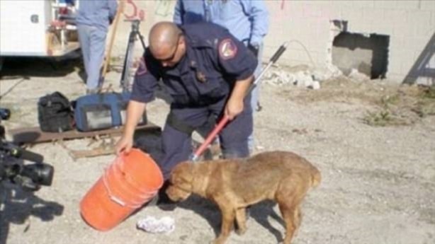 Foto - Başlarını belaya sokan hayvanlar