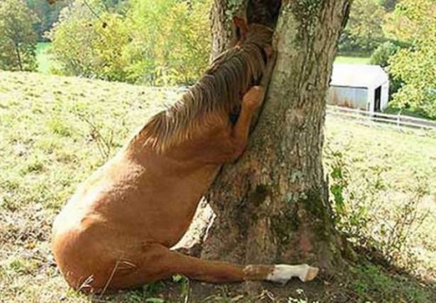 Foto - Başlarını belaya sokan hayvanlar