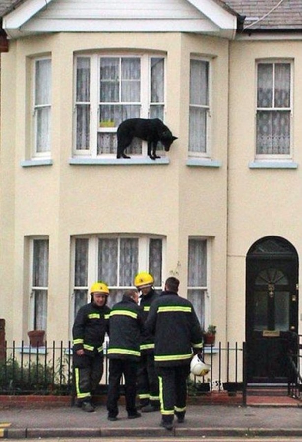 Foto - Başlarını belaya sokan hayvanlar