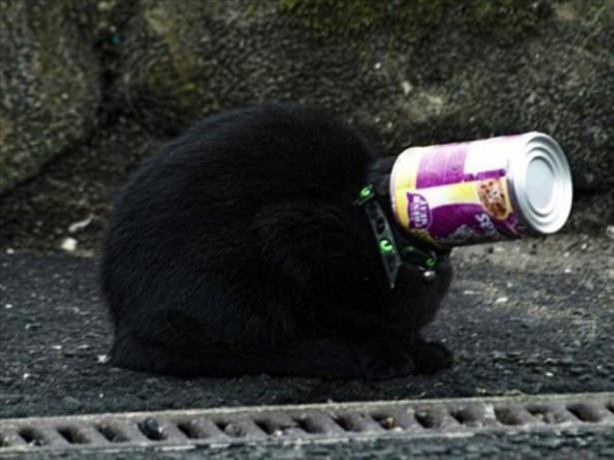 Foto - Başlarını belaya sokan hayvanlar