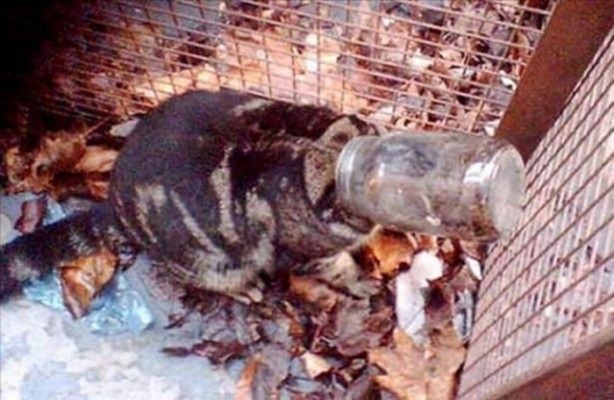 Foto - Başlarını belaya sokan hayvanlar