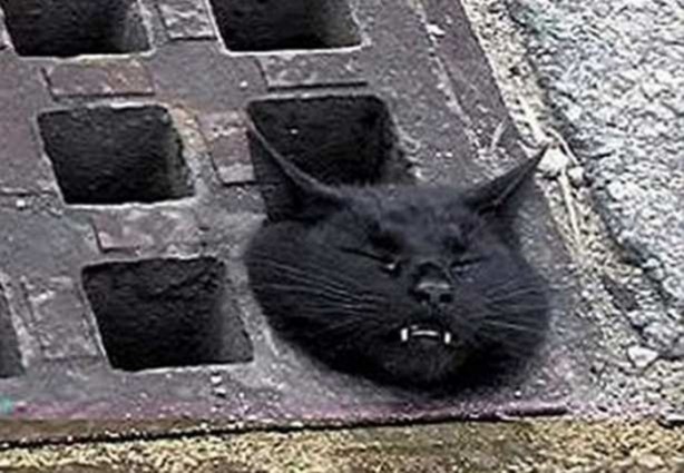 Foto - Başlarını belaya sokan hayvanlar