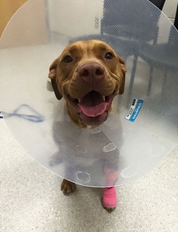 Foto - Başlarını belaya sokan hayvanlar