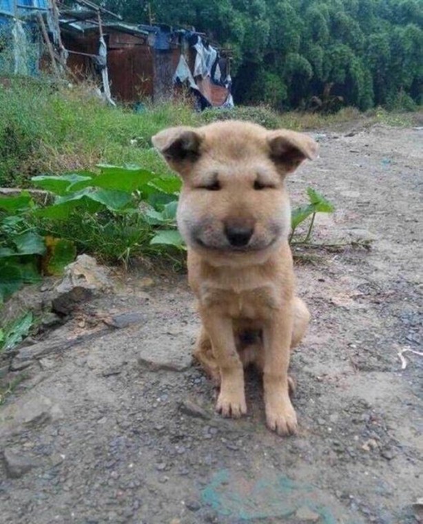 Foto - Başlarını belaya sokan hayvanlar