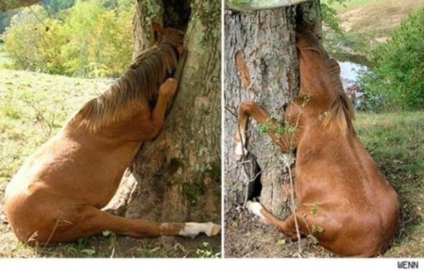 Foto - Başlarını belaya sokan hayvanlar