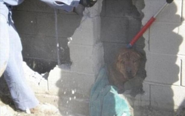 Foto - Başlarını belaya sokan hayvanlar