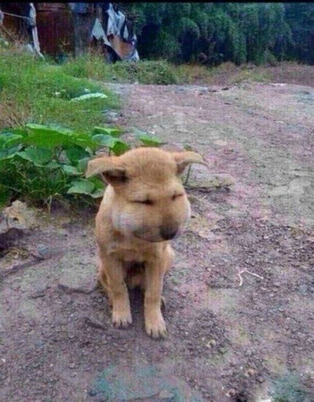 Foto - Başlarını belaya sokan hayvanlar