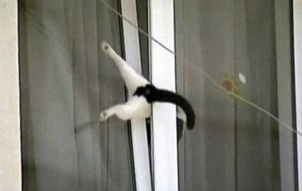 Foto - Başlarını belaya sokan hayvanlar