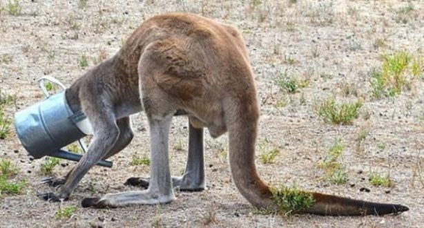 Foto - Başlarını belaya sokan hayvanlar