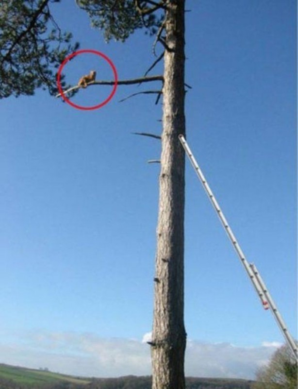 Foto - Başlarını belaya sokan hayvanlar