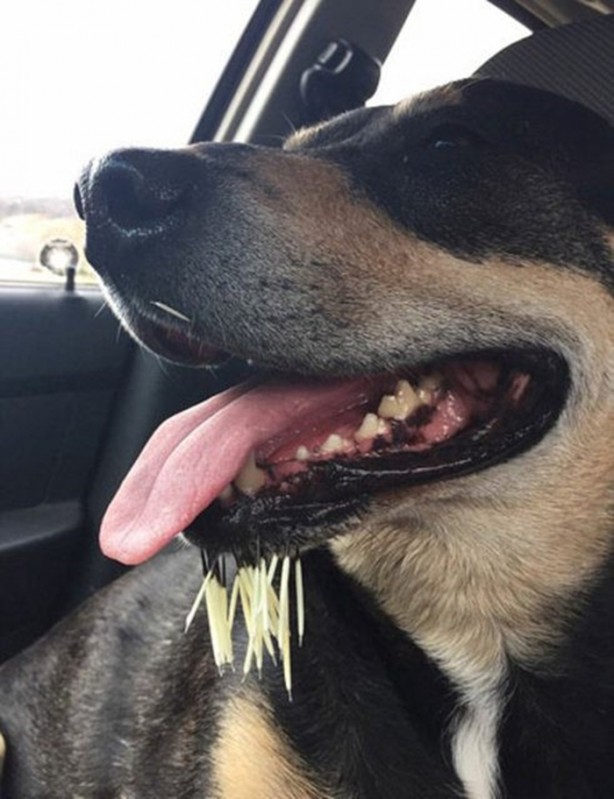 Foto - Başlarını belaya sokan hayvanlar