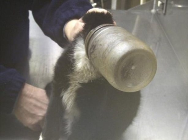 Foto - Başlarını belaya sokan hayvanlar