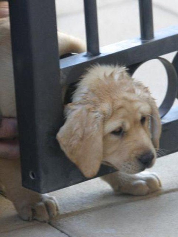 Foto - Başlarını belaya sokan hayvanlar