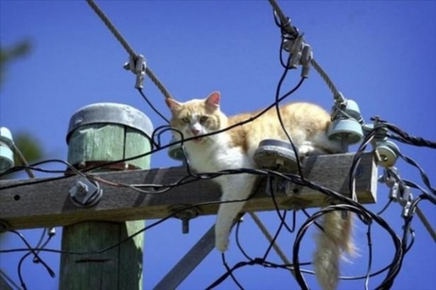 Foto - Başlarını belaya sokan hayvanlar