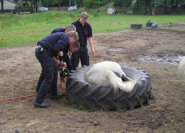 Foto - Başlarını belaya sokan hayvanlar