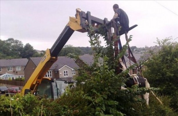 Foto - Başlarını belaya sokan hayvanlar