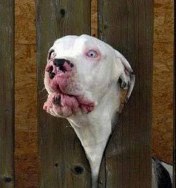 Foto - Başlarını belaya sokan hayvanlar