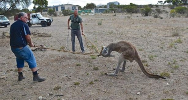 Foto - Başlarını belaya sokan hayvanlar