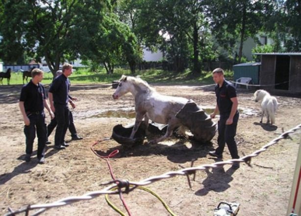 Foto - Başlarını belaya sokan hayvanlar