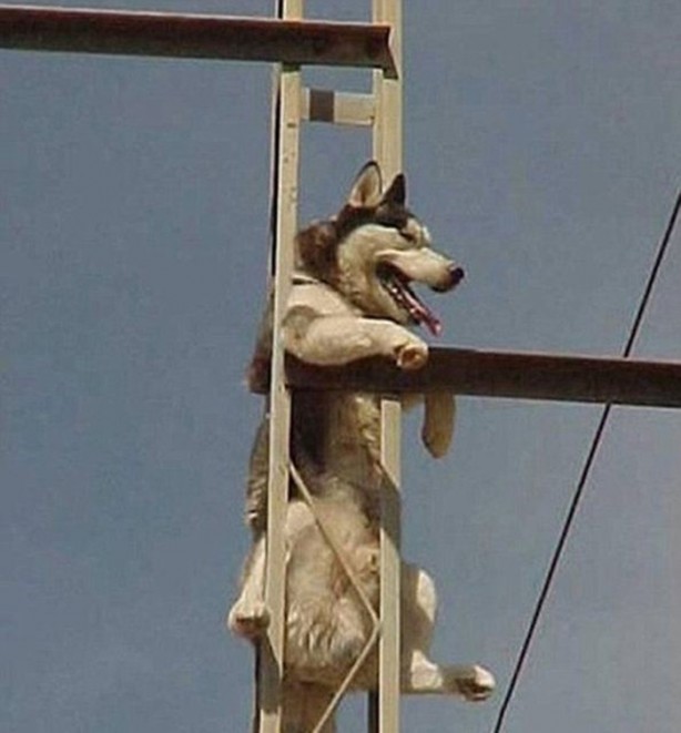 Foto - Başlarını belaya sokan hayvanlar