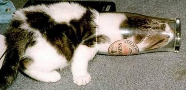 Foto - Başlarını belaya sokan hayvanlar