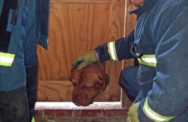 Foto - Başlarını belaya sokan hayvanlar