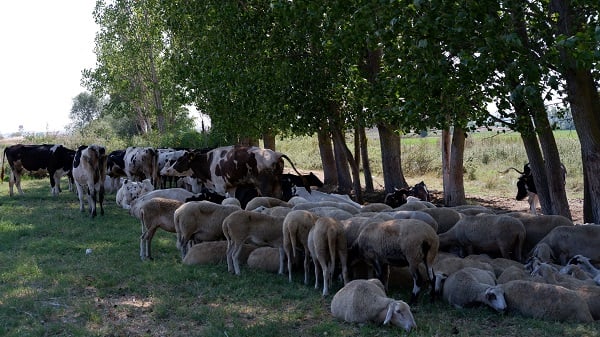 Foto - Basra sıcakları onları da bunalttı! Bu görüntüler Edirne'de çekildi